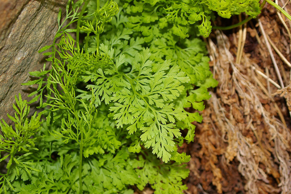 Cryptogramma crispa / Felcetta crespa